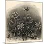 Edelweiss (Leontopodium Alpinum)-null-Mounted Art Print