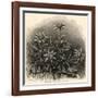 Edelweiss (Leontopodium Alpinum)-null-Framed Art Print