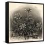 Edelweiss (Leontopodium Alpinum)-null-Framed Stretched Canvas