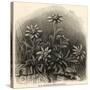 Edelweiss (Leontopodium Alpinum)-null-Stretched Canvas