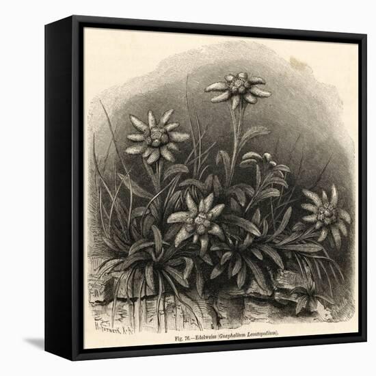 Edelweiss (Leontopodium Alpinum)-null-Framed Stretched Canvas