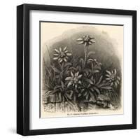 Edelweiss (Leontopodium Alpinum)-null-Framed Art Print