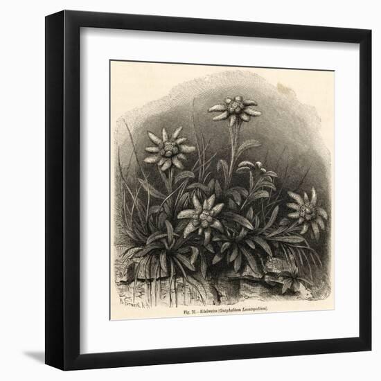 Edelweiss (Leontopodium Alpinum)-null-Framed Art Print