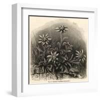 Edelweiss (Leontopodium Alpinum)-null-Framed Art Print