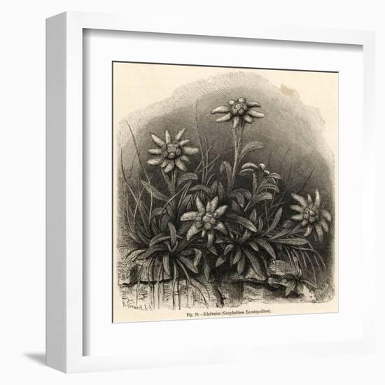 Edelweiss (Leontopodium Alpinum)-null-Framed Art Print