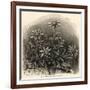 Edelweiss (Leontopodium Alpinum)-null-Framed Art Print