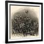 Edelweiss (Leontopodium Alpinum)-null-Framed Art Print