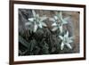 Edelweiss-null-Framed Photographic Print