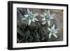 Edelweiss-null-Framed Photographic Print