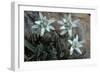 Edelweiss-null-Framed Photographic Print