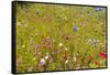 Eden Project-Guido Cozzi-Framed Stretched Canvas