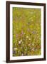 Eden Project-Guido Cozzi-Framed Photographic Print