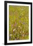 Eden Project-Guido Cozzi-Framed Photographic Print