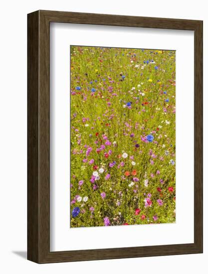 Eden Project-Guido Cozzi-Framed Photographic Print