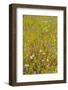 Eden Project-Guido Cozzi-Framed Photographic Print