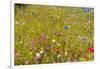 Eden Project-Guido Cozzi-Framed Photographic Print