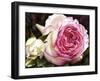 Eden Rose With Bud-Doris Joa-Framed Giclee Print