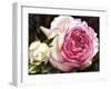 Eden Rose With Bud-Doris Joa-Framed Giclee Print