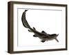 Edestus Shark of the Carboniferous Period-Stocktrek Images-Framed Art Print