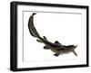 Edestus Shark of the Carboniferous Period-Stocktrek Images-Framed Art Print