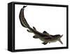 Edestus Shark of the Carboniferous Period-Stocktrek Images-Framed Stretched Canvas