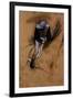 Edgar Degas Jockey Forward Flexed Standing in the Saddle-null-Framed Art Print