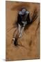Edgar Degas Jockey Forward Flexed Standing in the Saddle-null-Mounted Art Print
