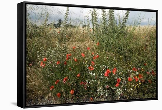 Edge of Field with Wildflowers-Paul Harcourt Davies-Framed Stretched Canvas