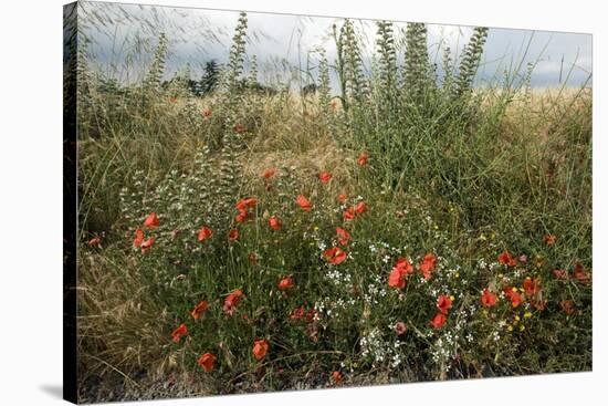 Edge of Field with Wildflowers-Paul Harcourt Davies-Stretched Canvas