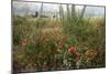 Edge of Field with Wildflowers-Paul Harcourt Davies-Mounted Premium Photographic Print