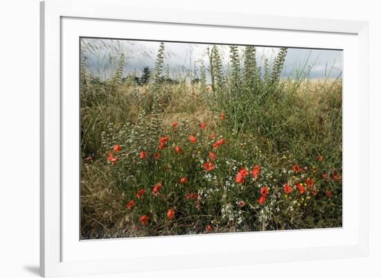 Edge of Field with Wildflowers-Paul Harcourt Davies-Framed Photographic Print