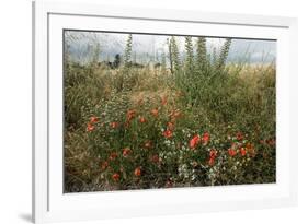 Edge of Field with Wildflowers-Paul Harcourt Davies-Framed Photographic Print