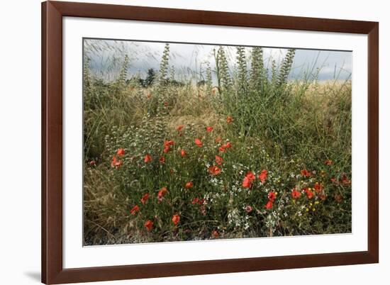 Edge of Field with Wildflowers-Paul Harcourt Davies-Framed Photographic Print