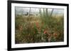 Edge of Field with Wildflowers-Paul Harcourt Davies-Framed Photographic Print