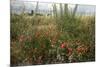 Edge of Field with Wildflowers-Paul Harcourt Davies-Mounted Photographic Print