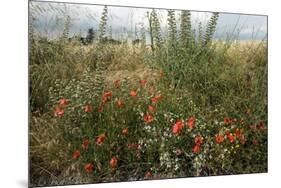 Edge of Field with Wildflowers-Paul Harcourt Davies-Mounted Photographic Print