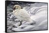 Edge of Light - Mute Swan-Jeff Tift-Framed Stretched Canvas