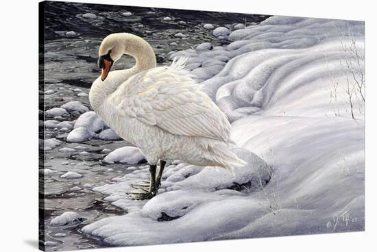 Edge of Light - Mute Swan-Jeff Tift-Stretched Canvas