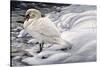Edge of Light - Mute Swan-Jeff Tift-Stretched Canvas