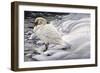 Edge of Light - Mute Swan-Jeff Tift-Framed Giclee Print