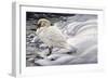 Edge of Light - Mute Swan-Jeff Tift-Framed Giclee Print