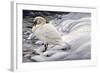 Edge of Light - Mute Swan-Jeff Tift-Framed Giclee Print