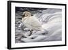 Edge of Light - Mute Swan-Jeff Tift-Framed Giclee Print