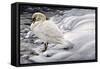 Edge of Light - Mute Swan-Jeff Tift-Framed Stretched Canvas