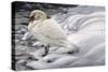 Edge of Light - Mute Swan-Jeff Tift-Stretched Canvas