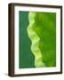 Edge of Lotus Leaf Uncurling, Kenilworth Aquatic Gardens, Washington DC, USA-Corey Hilz-Framed Photographic Print