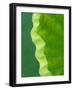 Edge of Lotus Leaf Uncurling, Kenilworth Aquatic Gardens, Washington DC, USA-Corey Hilz-Framed Photographic Print