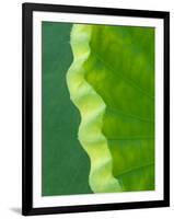 Edge of Lotus Leaf Uncurling, Kenilworth Aquatic Gardens, Washington DC, USA-Corey Hilz-Framed Photographic Print