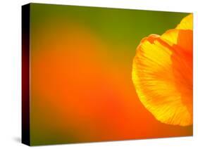 Edge of Orange Flower Petal, Kenilworth Aquatic Gardens, Washington DC, USA-Corey Hilz-Stretched Canvas