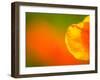 Edge of Orange Flower Petal, Kenilworth Aquatic Gardens, Washington DC, USA-Corey Hilz-Framed Photographic Print